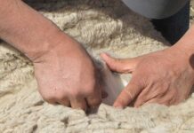 Chile amplía su presencia internacional: India autoriza importación de lana chilena