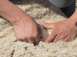 Chile amplía su presencia internacional: India autoriza importación de lana chilena