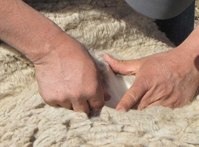 Chile amplía su presencia internacional: India autoriza importación de lana chilena Chile amplía su presencia internacional: India autoriza importación de lana chilena