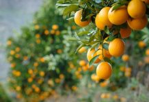 Ministra de Agricultura destaca que paltas, kiwis, naranjas y carnes chilenas vuelven a ingresar a EE.UU. con arancel cero