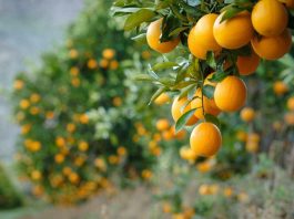 Ministra de Agricultura destaca que paltas, kiwis, naranjas y carnes chilenas vuelven a ingresar a EE.UU. con arancel cero