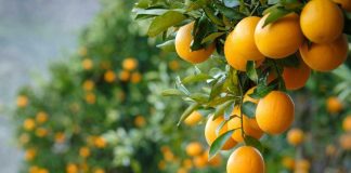 Ministra de Agricultura destaca que paltas, kiwis, naranjas y carnes chilenas vuelven a ingresar a EE.UU. con arancel cero