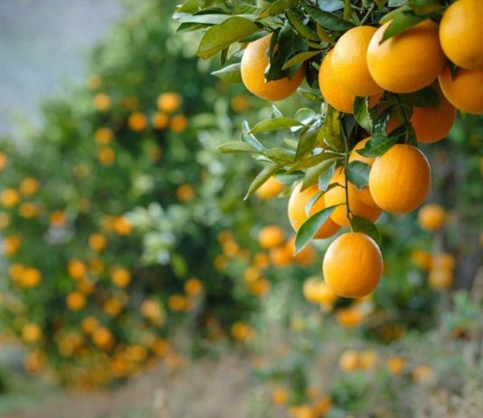 Ministra de Agricultura destaca que paltas, kiwis, naranjas y carnes chilenas vuelven a ingresar a EE.UU. con arancel cero Ministra de Agricultura destaca que paltas, kiwis, naranjas y carnes chilenas vuelven a ingresar a EE.UU. con arancel cero