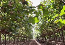 Innovación en el Desierto. Terragénesis y la Uva de Mesa de la Variedad Timpson: Un Hito Agronómico en Sonora, México Innovación en el Desierto. Terragénesis y la Uva de Mesa de la Variedad Timpson: Un Hito Agronómico en Sonora, México