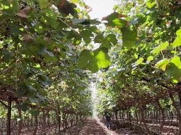 Innovación en el Desierto | Terragénesis y la Uva de Mesa de la Variedad Timpson: Un Hito Agronómico en Sonora, México Innovación en el Desierto. Terragénesis y la Uva de Mesa de la Variedad Timpson: Un Hito Agronómico en Sonora, México