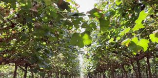 Innovación en el Desierto | Terragénesis y la Uva de Mesa de la Variedad Timpson: Un Hito Agronómico en Sonora, México Innovación en el Desierto. Terragénesis y la Uva de Mesa de la Variedad Timpson: Un Hito Agronómico en Sonora, México