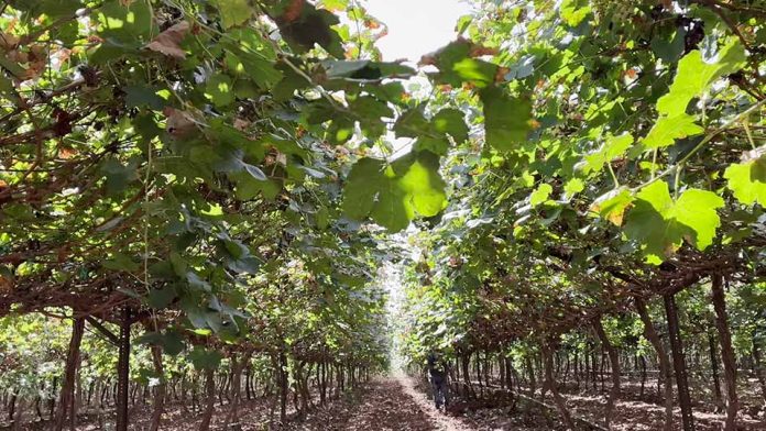 Innovación en el Desierto. Terragénesis y la Uva de Mesa de la Variedad Timpson: Un Hito Agronómico en Sonora, México Innovación en el Desierto. Terragénesis y la Uva de Mesa de la Variedad Timpson: Un Hito Agronómico en Sonora, México