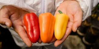 Innovaciones Biotecnológicas potencian exportaciones y la relación con los Consumidores Innovaciones Biotecnológicas potencian exportaciones y la relación con los Consumidores