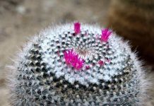 Investigación colaborativa abre nuevas rutas para la conservación de flora vulnerable en el norte