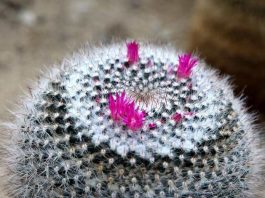 Investigación colaborativa abre nuevas rutas para la conservación de flora vulnerable en el norte Investigación colaborativa abre nuevas rutas para la conservación de flora vulnerable en el norte