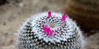 Investigación colaborativa abre nuevas rutas para la conservación de flora vulnerable en el norte Investigación colaborativa abre nuevas rutas para la conservación de flora vulnerable en el norte