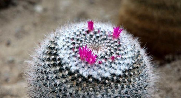 Investigación colaborativa abre nuevas rutas para la conservación de flora vulnerable en el norte