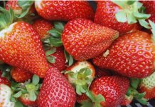 La frutilla argentina ya opera con estándares Mercosur