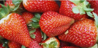 La frutilla argentina ya opera con estándares Mercosur