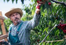Las cerezas chilenas se preparan para el Año Nuevo Chino frutos de calidad para mejorar y optimizar la experiencia de esta temporada