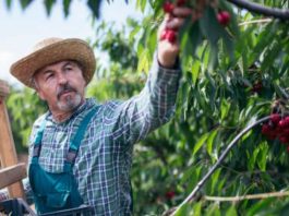 Las cerezas chilenas se preparan para el Año Nuevo Chino frutos de calidad para mejorar y optimizar la experiencia de esta temporada