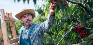 Las cerezas chilenas se preparan para el Año Nuevo Chino frutos de calidad para mejorar y optimizar la experiencia de esta temporada