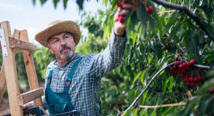 Las cerezas chilenas se preparan para el Año Nuevo Chino frutos de calidad para mejorar y optimizar la experiencia de esta temporada Las cerezas chilenas se preparan para el Año Nuevo Chino frutos de calidad para mejorar y optimizar la experiencia de esta temporada