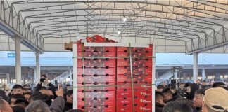 China | Las primeras cerezas Chilenas de la temporada llegan por mar a Shanghái