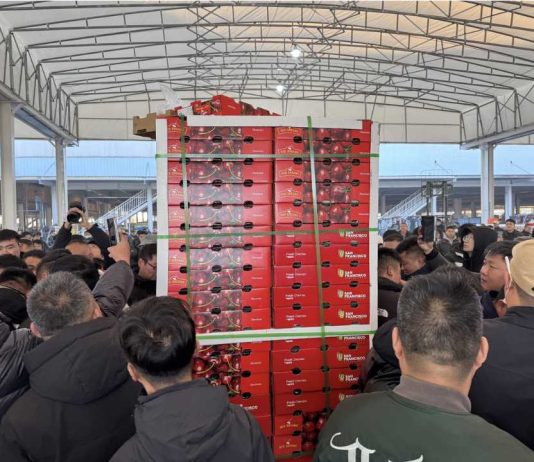 China | Las primeras cerezas Chilenas de la temporada llegan por mar a Shanghái