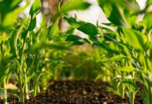 Los Acuerdos de Producción Limpia: una oportunidad poco aprovechada en el agro chileno Los Acuerdos de Producción Limpia una oportunidad poco aprovechada en el agro chileno