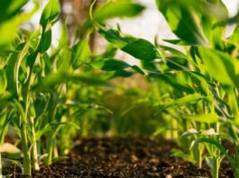 Los Acuerdos de Producción Limpia una oportunidad poco aprovechada en el agro chileno