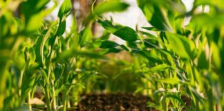 Los Acuerdos de Producción Limpia una oportunidad poco aprovechada en el agro chileno