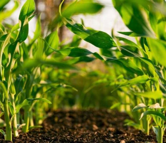 Los Acuerdos de Producción Limpia: una oportunidad poco aprovechada en el agro chileno Los Acuerdos de Producción Limpia una oportunidad poco aprovechada en el agro chileno