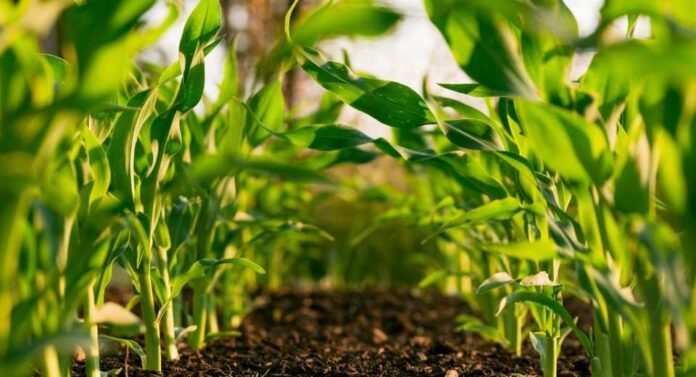 Los Acuerdos de Producción Limpia una oportunidad poco aprovechada en el agro chileno Los Acuerdos de Producción Limpia una oportunidad poco aprovechada en el agro chileno