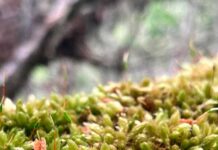 La zona subantártica de Chile alberga cerca de 7% de su diversidad mundial: Los musgos poseen una diversidad genética mayor que las otras plantas