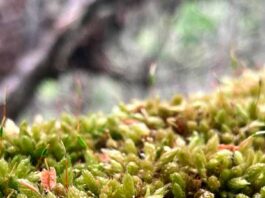 La zona subantártica de Chile alberga cerca de 7% de su diversidad mundial: Los musgos poseen una diversidad genética mayor que las otras plantas