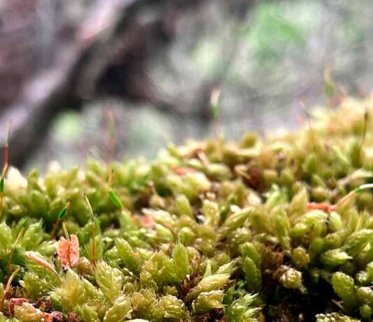 La zona subantártica de Chile alberga cerca de 7% de su diversidad mundial: Los musgos poseen una diversidad genética mayor que las otras plantas