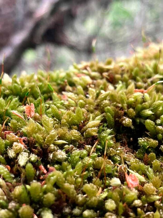 La zona subantártica de Chile alberga cerca de 7% de su diversidad mundial: Los musgos poseen una diversidad genética mayor que las otras plantas