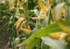 Maíz: ¿Cómo es la estrategia integral que plantea un gigante del agro?