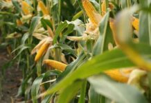 Maíz: ¿Cómo es la estrategia integral que plantea un gigante del agro?