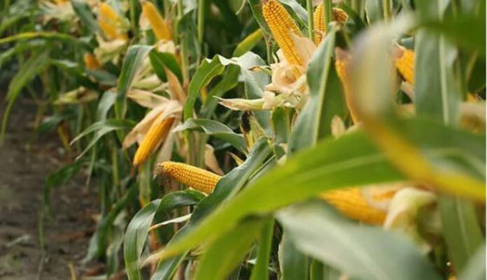Maíz: ¿Cómo es la estrategia integral que plantea un gigante del agro? Maíz: ¿Cómo es la estrategia integral que plantea un gigante del agro?