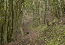 Almacenamiento de semillas recalcitrantes: INIA expone avances clave para conservar especies del bosque relicto Santa Inés