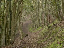 Almacenamiento de semillas recalcitrantes: INIA expone avances clave para conservar especies del bosque relicto Santa Inés