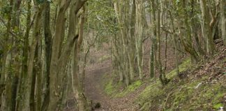 Almacenamiento de semillas recalcitrantes: INIA expone avances clave para conservar especies del bosque relicto Santa Inés