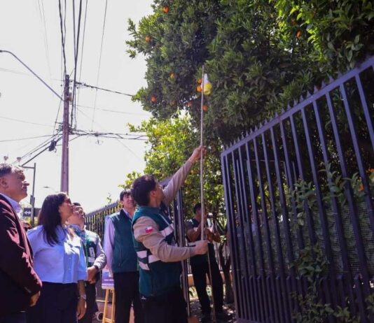 Ministerio de Agricultura y SAG lanzan campaña ciudadana “Por si las Moscas” para reforzar control y prevención de la mosca de la fruta