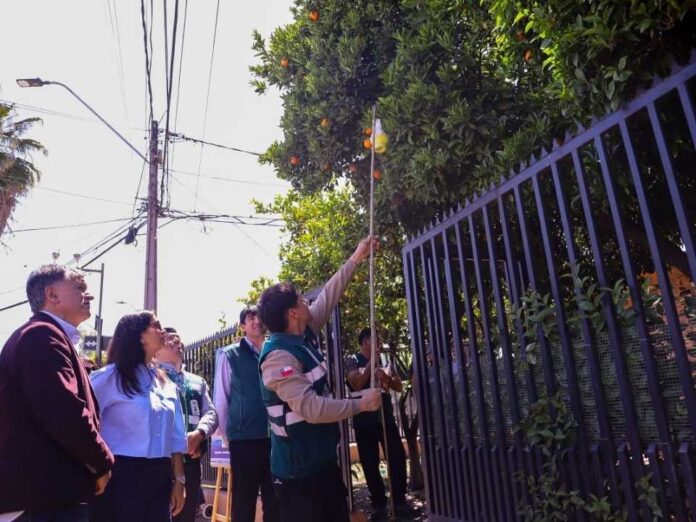 Ministerio de Agricultura y SAG lanzan campaña ciudadana “Por si las Moscas” para reforzar control y prevención de la mosca de la fruta