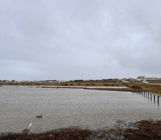 Ministerio del Medio Ambiente extiende plazo de Consulta Pública para definir sitios prioritarios para la conservación Ministerio del Medio Ambiente extiende plazo de Consulta Pública para definir sitios prioritarios para la conservación