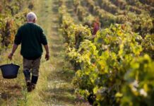 Modelos de Negocios verdes y su contribución a ventajas competitivas