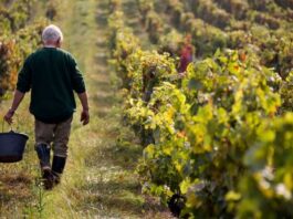 Modelos de Negocios verdes y su contribución a ventajas competitivas