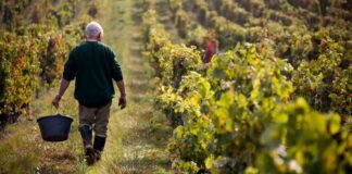 Modelos de Negocios verdes y su contribución a ventajas competitivas