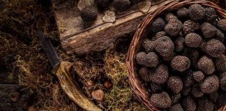 Nace la Asociación de Truficultores Europeos con productores de España, Francia e Italia Nace la Asociación de Truficultores Europeos con productores de España, Francia e Italia