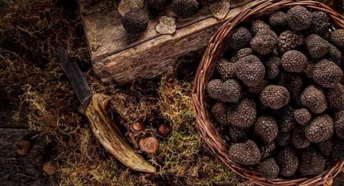 Nace la Asociación de Truficultores Europeos con productores de España, Francia e Italia