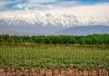 Nada como un buen vino: en Mendoza, la cadena vitivinícola es la que más peso tiene en la economía
