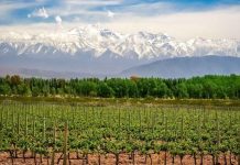 Nada como un buen vino: en Mendoza, la cadena vitivinícola es la que más peso tiene en la economía