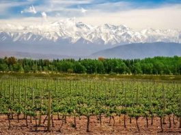Nada como un buen vino: en Mendoza, la cadena vitivinícola es la que más peso tiene en la economía